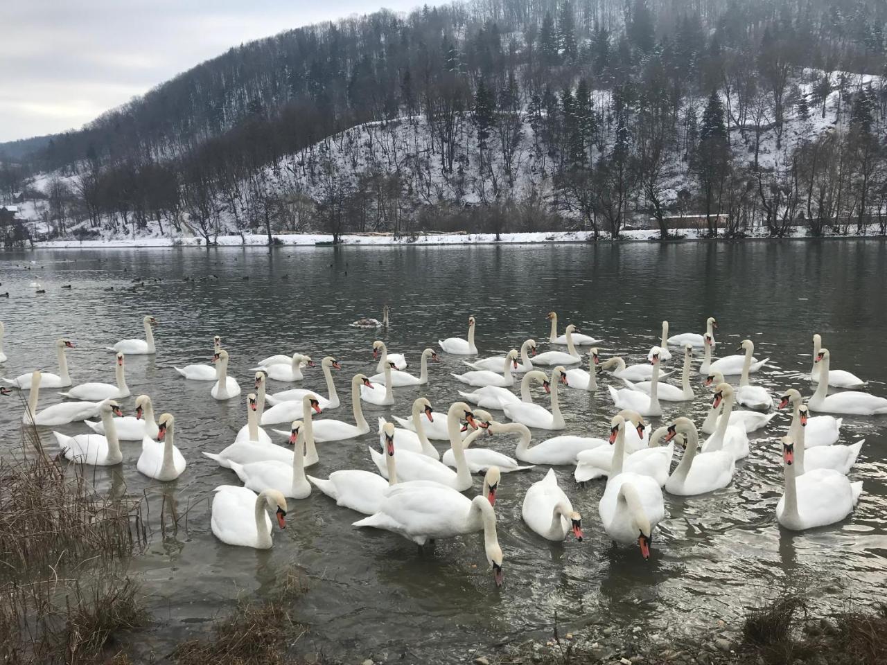 Vila Blanca Alexandru cel Bun Экстерьер фото